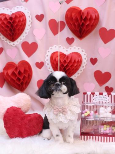 20240221たいがくん